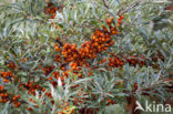 Duindoorn (Hippophae rhamnoides)