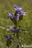 Chiltern Gentian (Gentiana germanica)