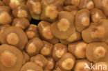 Honey Mushroom (Armillaria mellea)