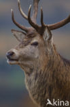 Edelhert (Cervus elaphus)