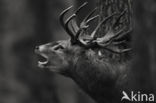 Red Deer (Cervus elaphus)