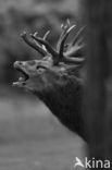 Red Deer (Cervus elaphus)