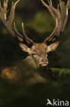 Edelhert (Cervus elaphus)