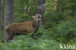 Red Deer (Cervus elaphus)