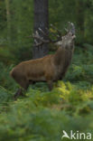 Red Deer (Cervus elaphus)