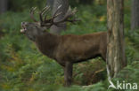 Red Deer (Cervus elaphus)
