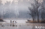 Red Deer (Cervus elaphus)