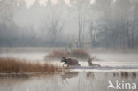 Red Deer (Cervus elaphus)