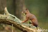 Eekhoorn (Sciurus vulgaris)