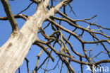 Oak (Quercus)