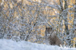 Euraziatische lynx (Lynx lynx) 