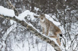 Euraziatische lynx (Lynx lynx) 