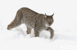 Euraziatische lynx (Lynx lynx) 