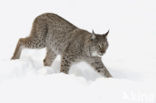 Euraziatische lynx (Lynx lynx) 