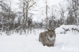 Euraziatische lynx (Lynx lynx) 