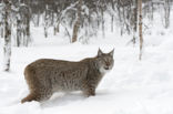 Euraziatische lynx (Lynx lynx) 