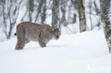 Euraziatische lynx (Lynx lynx) 