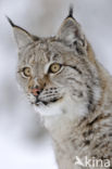 Euraziatische lynx (Lynx lynx) 