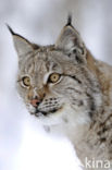 Euraziatische lynx (Lynx lynx) 