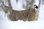 Euraziatische lynx (Lynx lynx) 