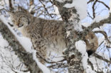 Euraziatische lynx (Lynx lynx) 