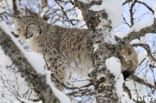 Eurasian Lynx (Lynx lynx)