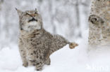 Euraziatische lynx (Lynx lynx) 