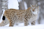 Euraziatische lynx (Lynx lynx) 