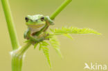 Europese boomkikker (Hyla arborea) 