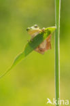 European Tree Frog (Hyla arborea)