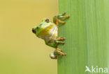 Europese boomkikker (Hyla arborea) 