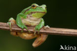 European Tree Frog (Hyla arborea)