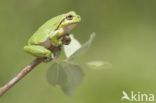 Europese boomkikker (Hyla arborea) 