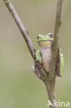 European Tree Frog (Hyla arborea)