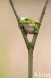 European Tree Frog (Hyla arborea)