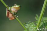 European Tree Frog (Hyla arborea)