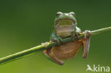 European Tree Frog (Hyla arborea)