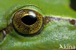 Europese boomkikker (Hyla arborea) 