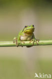 Europese boomkikker (Hyla arborea) 