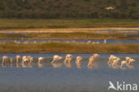 Greater Flamingo (Phoenicopterus ruber roseus)