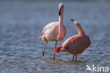 Flamingo (Phoenicopterus ruber)