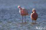 Flamingo (Phoenicopterus ruber)