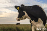 Mottled Cow (Bos domesticus)