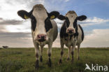 Mottled Cow (Bos domesticus)