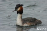 Fuut (Podiceps cristatus)