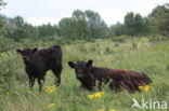 Galloway Cow (Bos domesticus)