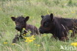 Galloway Koe (Bos domesticus)