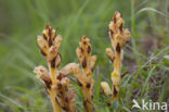 Gamanderbremraap (Orobanche teucrii)