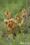 Gamanderbremraap (Orobanche teucrii)