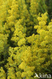 Geel walstro (Galium verum)